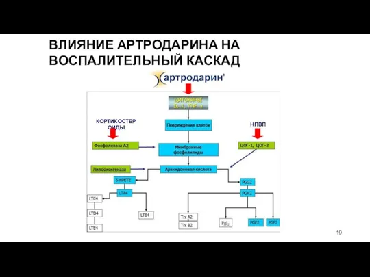 ВЛИЯНИЕ АРТРОДАРИНА НА ВОСПАЛИТЕЛЬНЫЙ КАСКАД