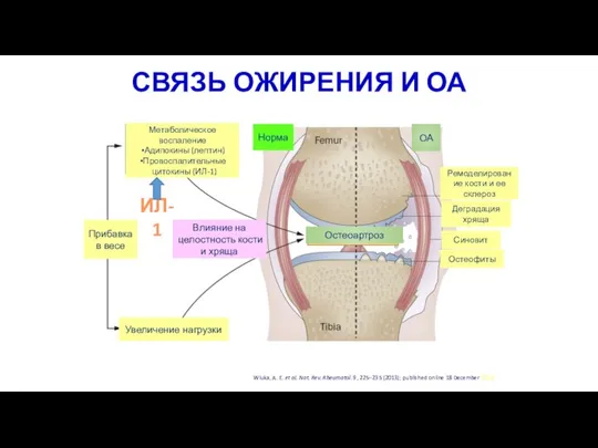 СВЯЗЬ ОЖИРЕНИЯ И ОА Метаболическое воспаление Адипокины (лептин) Провоспалительные цитокины (ИЛ-1)