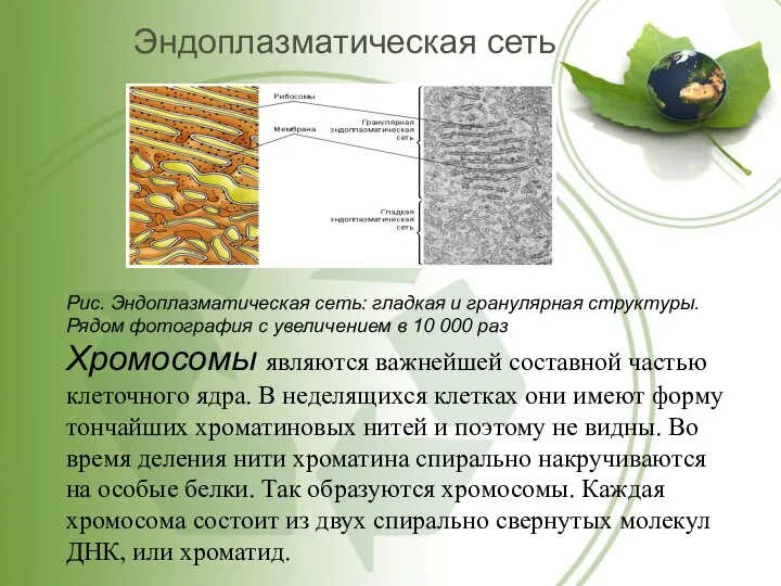 Эндоплазматическая сеть Рис. Эндоплазматическая сеть: гладкая и гранулярная структуры. Рядом фотография