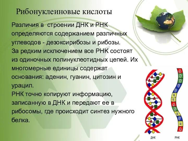 Рибонуклеиновые кислоты Различия в строении ДНК и РНК определяются содержанием различных