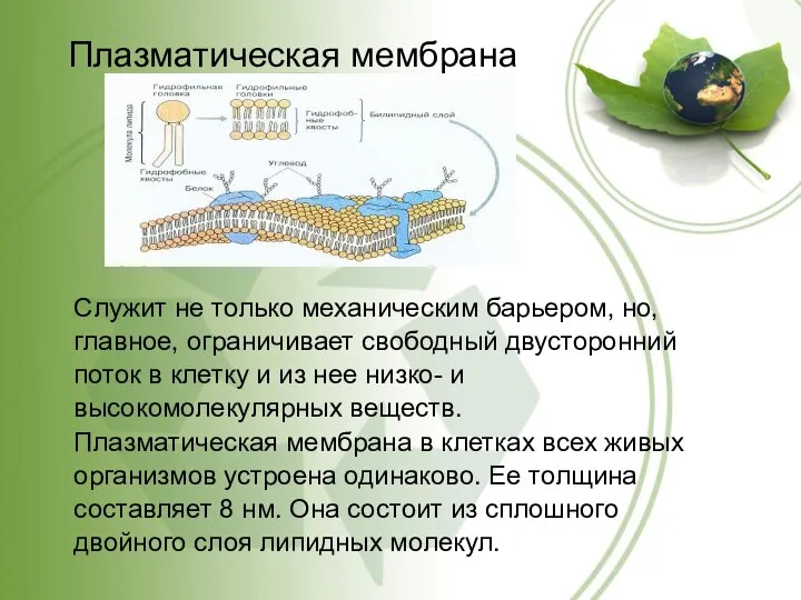 Плазматическая мембрана Служит не только механическим барьером, но, главное, ограничивает свободный