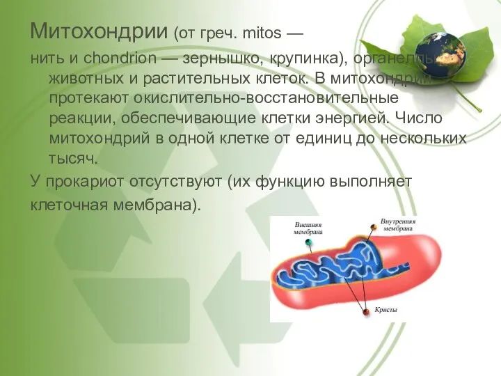 Митохондрии (от греч. mitos — нить и chondrion — зернышко, крупинка),