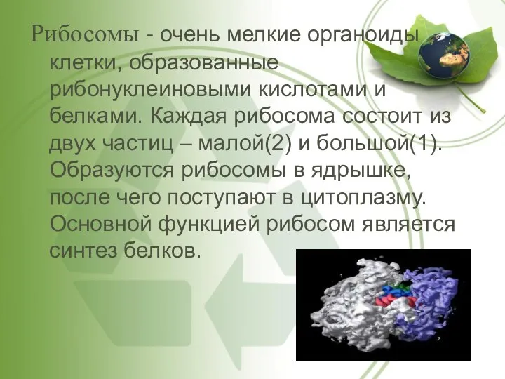 Рибосомы - очень мелкие органоиды клетки, образованные рибонуклеиновыми кислотами и белками.