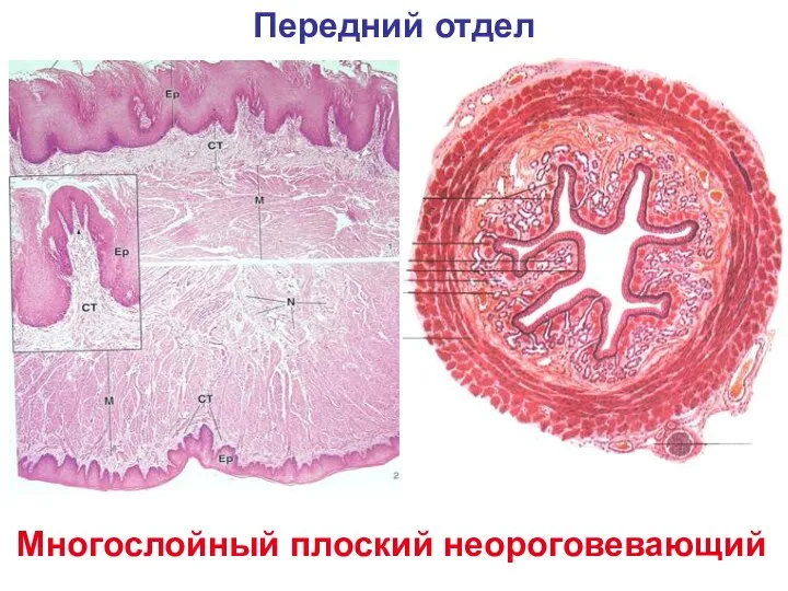 Передний отдел Многослойный плоский неороговевающий