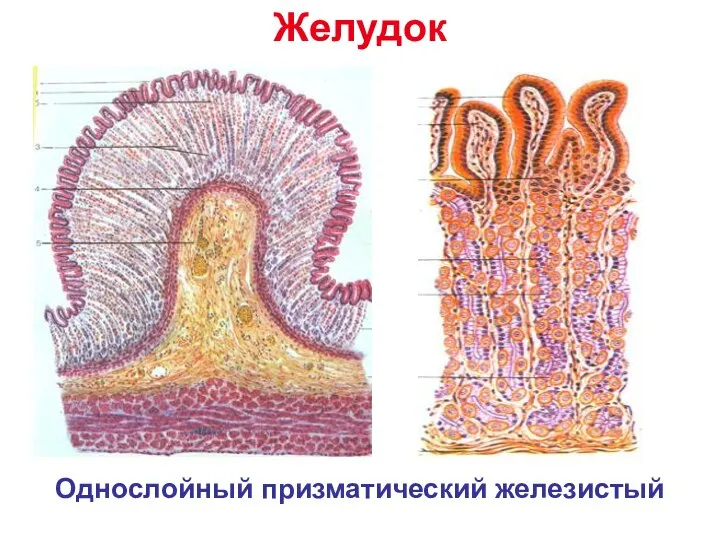 Желудок Однослойный призматический железистый