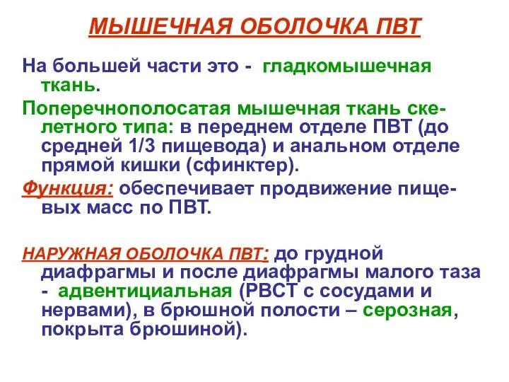 МЫШЕЧНАЯ ОБОЛОЧКА ПВТ На большей части это - гладкомышечная ткань. Поперечнополосатая