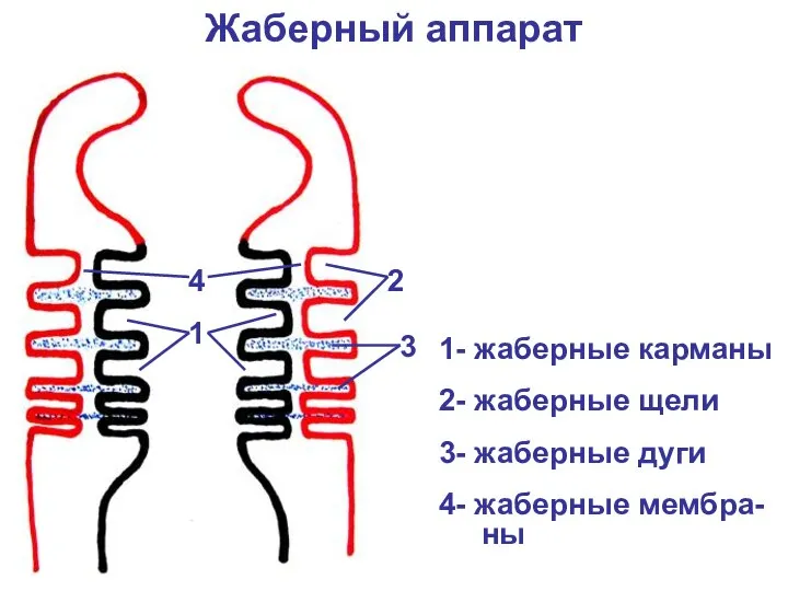 Жаберный аппарат 1 2 3 4 1- жаберные карманы 2- жаберные