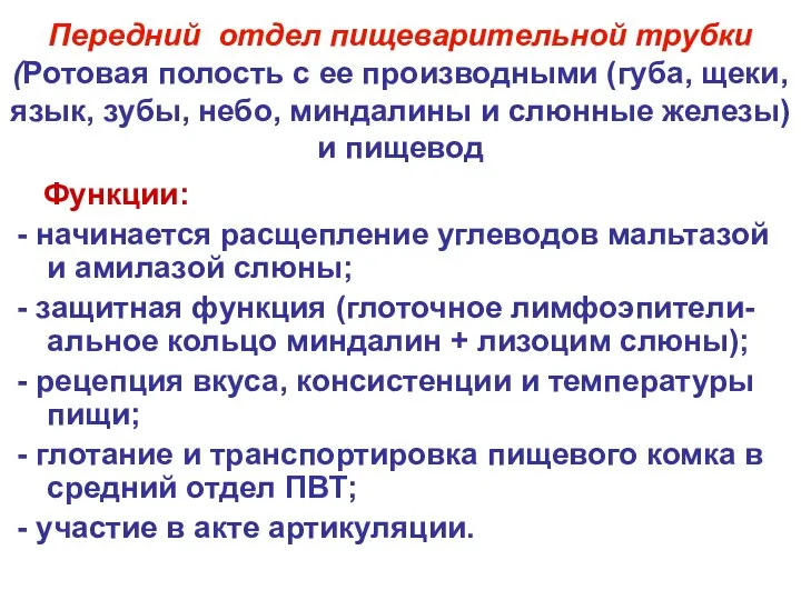 Передний отдел пищеварительной трубки (Ротовая полость с ее производными (губа, щеки,