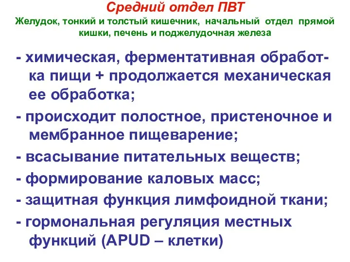 Средний отдел ПВТ Желудок, тонкий и толстый кишечник, начальный отдел прямой