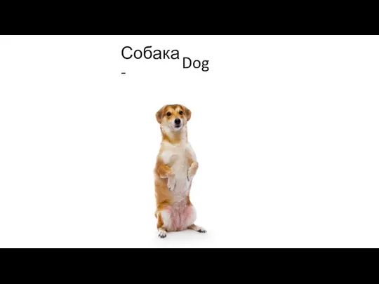 Собака- Dog