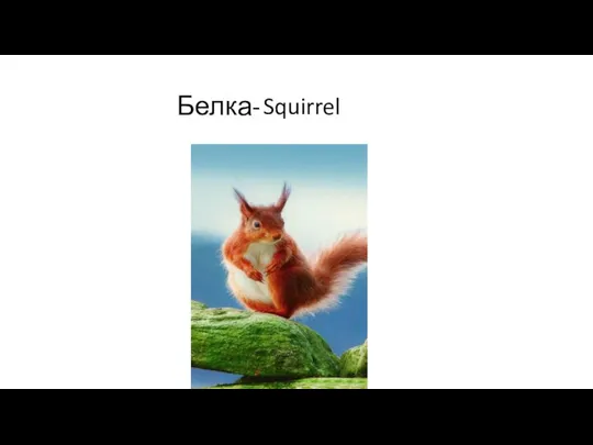 Белка- Squirrel