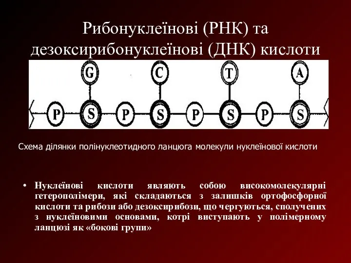 Рибонуклеїнові (РНК) та дезоксирибонуклеїнові (ДНК) кислоти Нуклеїнові кислоти являють собою високомолекулярні