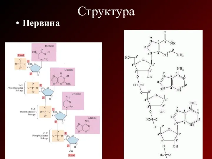 Структура Первина