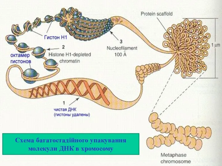 Схема багатостадійного упакування молекули ДНК в хромосому