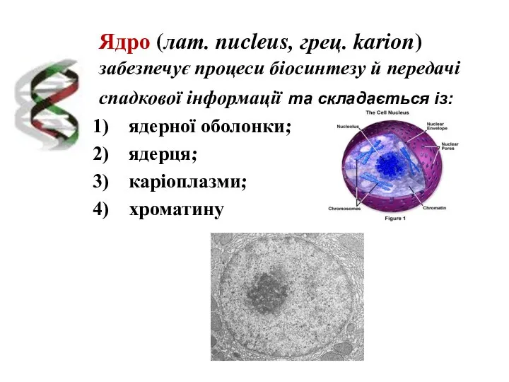 Ядро (лат. nucleus, грец. karion) забезпечує процеси біосинтезу й передачі спадкової