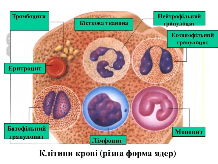 Клітини крові (різна форма ядер) Тромбоцити Еритроцит Базофільний гранулоцит Лімфоцит Моноцит