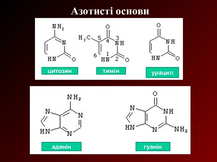 Азотисті основи тимін цитозин урацил аденін гуанін