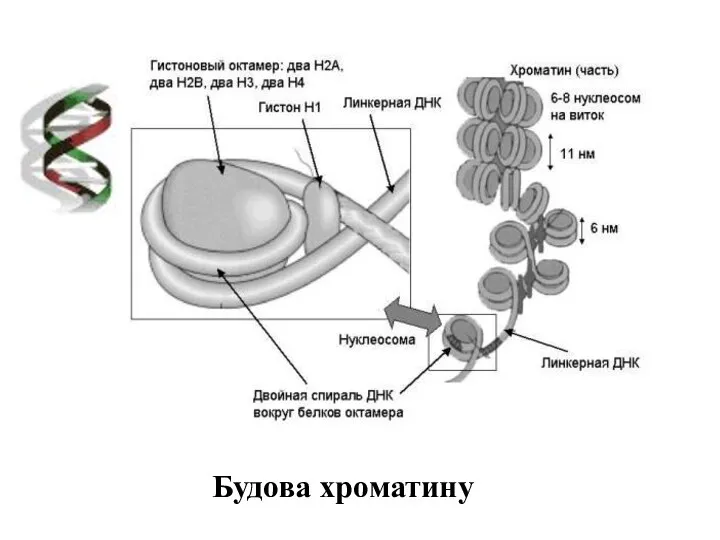 Будова хроматину