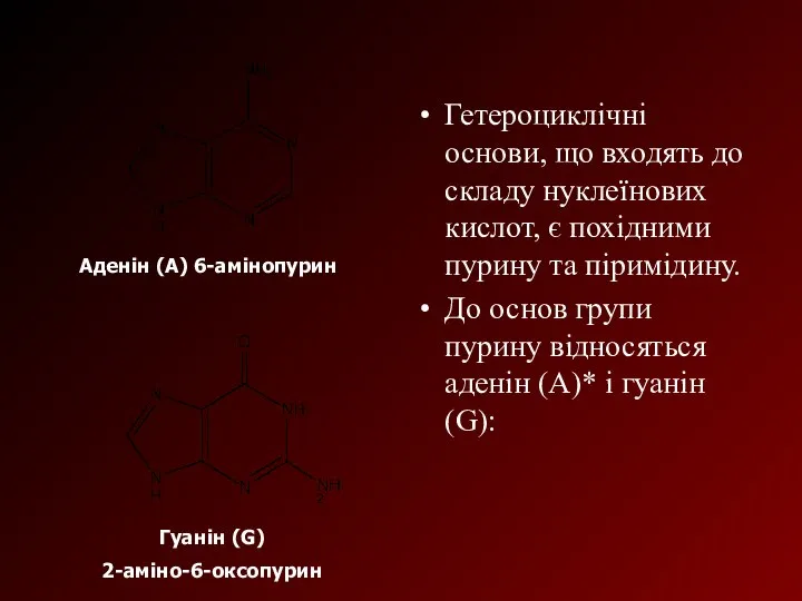 Гетероциклічні основи, що входять до складу нуклеїнових кислот, є похідними пурину