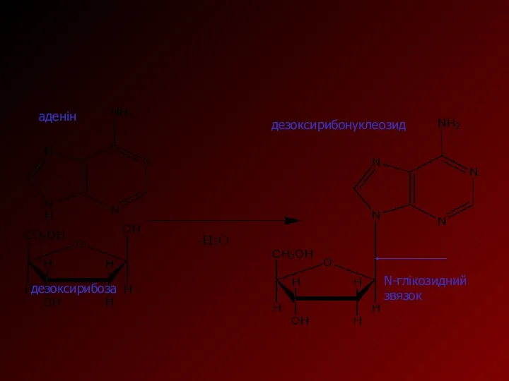 аденін дезоксирибоза дезоксирибонуклеозид N-глікозидний звязок