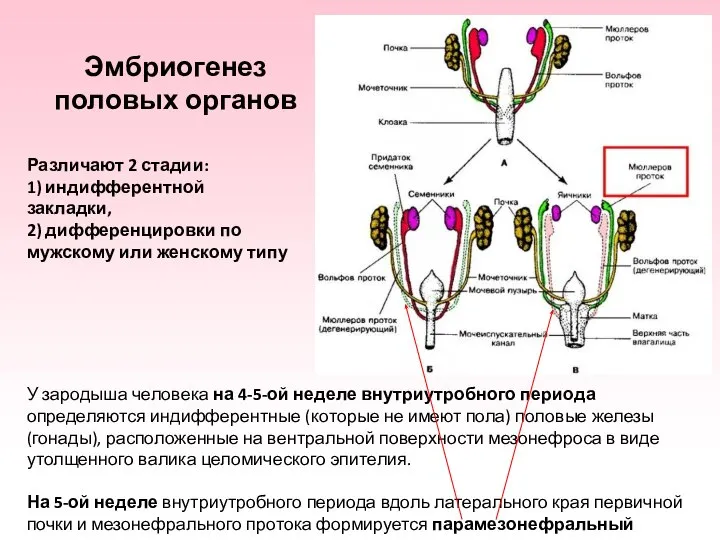 Эмбриогенез половых органов Различают 2 стадии: 1) индифферентной закладки, 2) дифференцировки