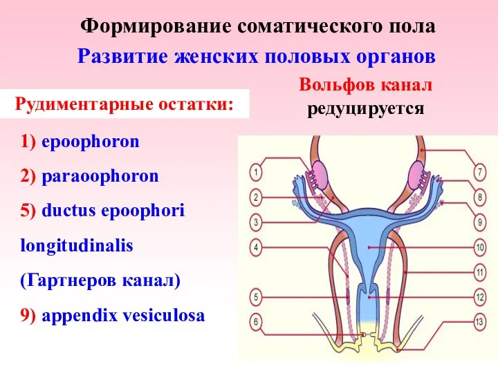 Формирование соматического пола Развитие женских половых органов Рудиментарные остатки: Вольфов канал