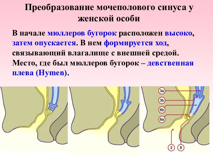 Преобразование мочеполового синуса у женской особи В начале мюллеров бугорок расположен