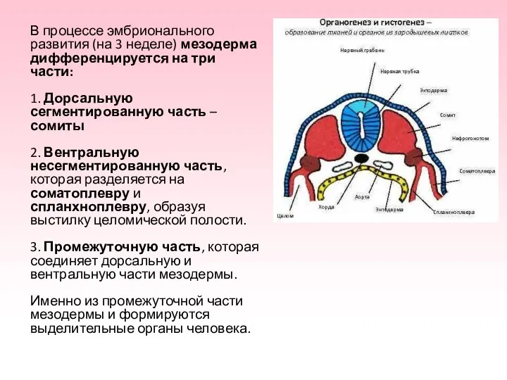 В процессе эмбрионального развития (на 3 неделе) мезодерма дифференцируется на три