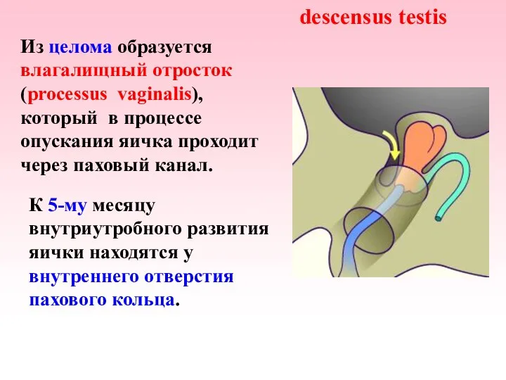 Из целома образуется влагалищный отросток (processus vaginalis), который в процессе опускания