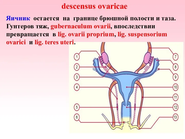 descensus ovaricae Яичник остается на границе брюшной полости и таза. Гунтеров