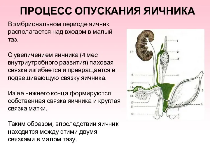 ПРОЦЕСС ОПУСКАНИЯ ЯИЧНИКА В эмбриональном периоде яичник располагается над входом в