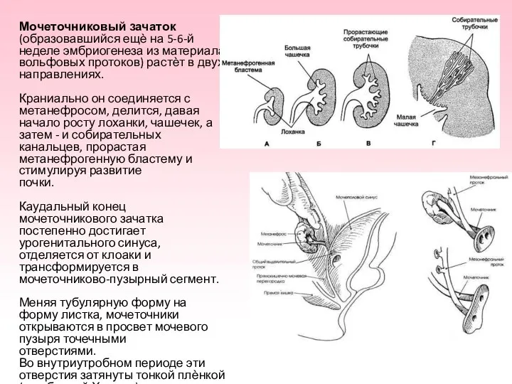 Мочеточниковый зачаток (образовавшийся ещѐ на 5-6-й неделе эмбриогенеза из материала вольфовых