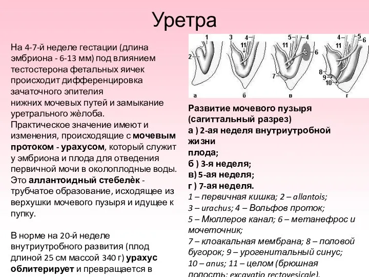 Уретра Развитие мочевого пузыря (сагиттальный разрез) а ) 2-ая неделя внутриутробной