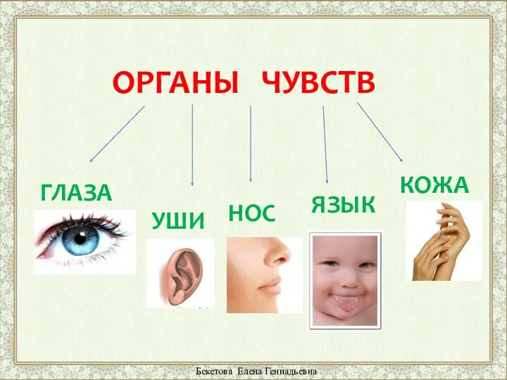 ОРГАНЫ ЧУВСТВ ГЛАЗА УШИ НОС ЯЗЫК КОЖА Бекетова Елена Геннадьевна