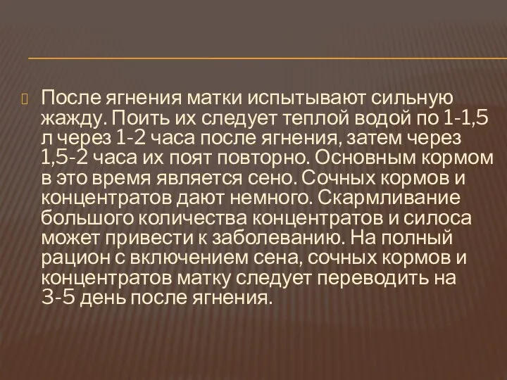 После ягнения матки испытывают сильную жажду. Поить их следует теплой водой