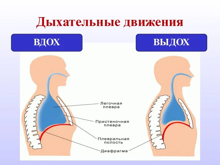 Дыхательные движения ВДОХ ВЫДОХ