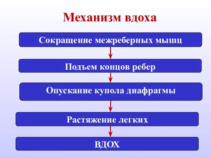 Механизм вдоха Сокращение межреберных мышц Опускание купола диафрагмы Подъем концов ребер ВДОХ Растяжение легких