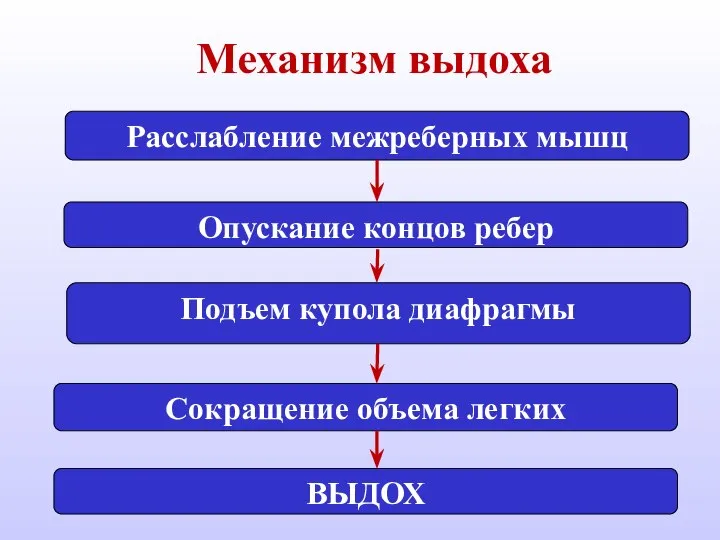 Механизм выдоха Расслабление межреберных мышц Подъем купола диафрагмы Опускание концов ребер ВЫДОХ Сокращение объема легких