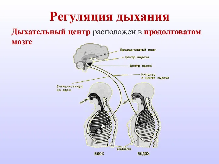 Регуляция дыхания Дыхательный центр расположен в продолговатом мозге