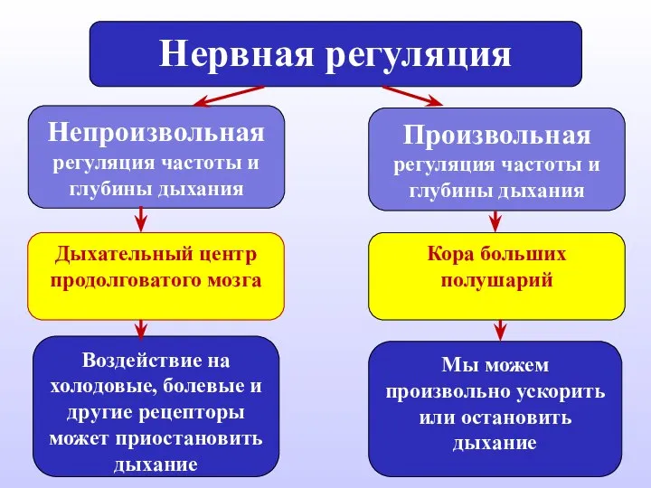 Нервная регуляция Непроизвольная регуляция частоты и глубины дыхания Произвольная регуляция частоты