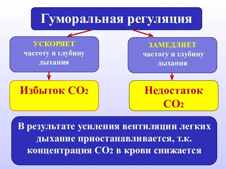 Гуморальная регуляция УСКОРЯЕТ частоту и глубину дыхания ЗАМЕДЛЯЕТ частоту и глубину