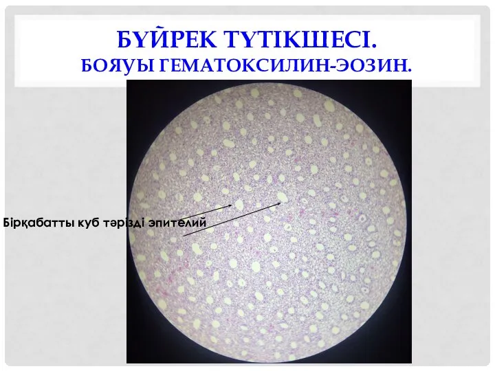 БҮЙРЕК ТҮТІКШЕСІ. БОЯУЫ ГЕМАТОКСИЛИН-ЭОЗИН. Бірқабатты куб тәрізді эпителий