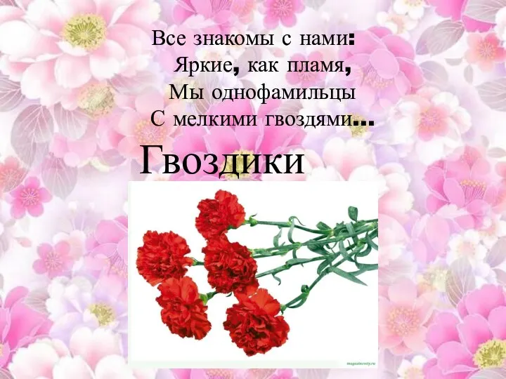 Все знакомы с нами: Яркие, как пламя, Мы однофамильцы С мелкими гвоздями… Гвоздики