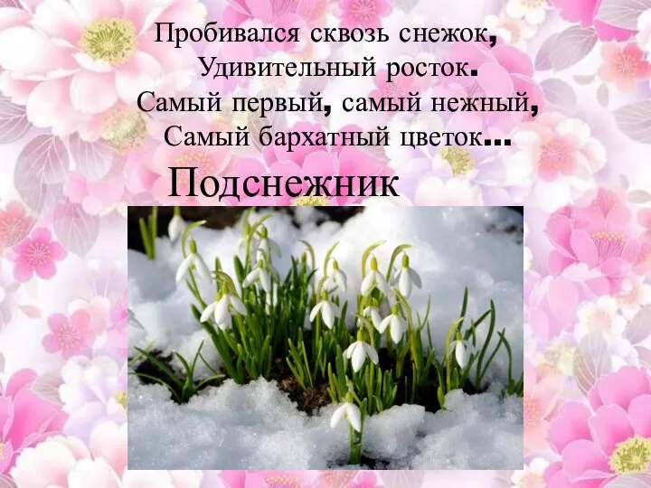 Пробивался сквозь снежок, Удивительный росток. Самый первый, самый нежный, Самый бархатный цветок… Подснежник