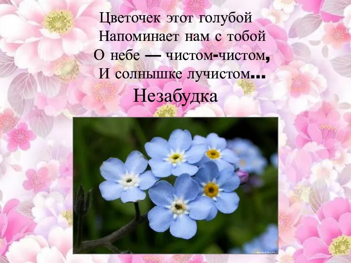 Цветочек этот голубой Напоминает нам с тобой О небе — чистом-чистом, И солнышке лучистом… Незабудка