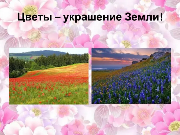 Цветы – украшение Земли!