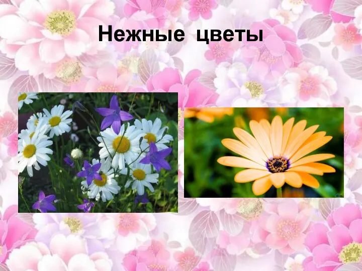 Нежные цветы