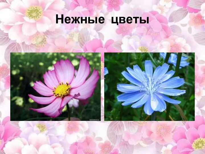 Нежные цветы