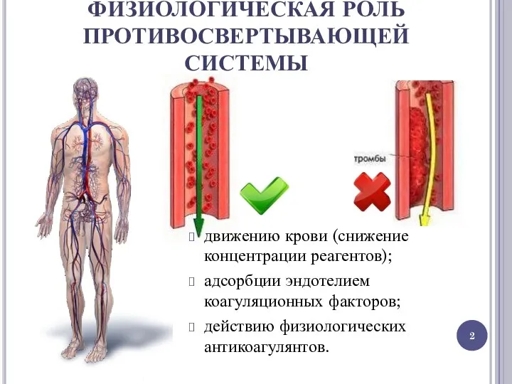 ФИЗИОЛОГИЧЕСКАЯ РОЛЬ ПРОТИВОСВЕРТЫВАЮЩЕЙ СИСТЕМЫ движению крови (снижение концентрации реагентов); адсорбции эндотелием коагуляционных факторов; действию физиологических антикоагулянтов.