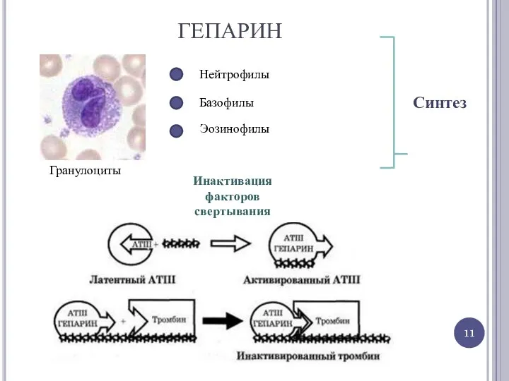 ГЕПАРИН Синтез Гранулоциты Нейтрофилы Базофилы Эозинофилы Инактивация факторов свертывания